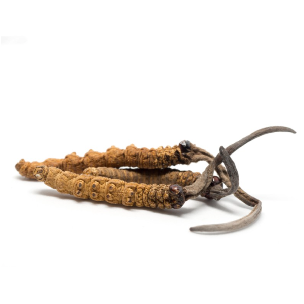 Cordyceps (Energy) Mushroom Tincture 2 oz.